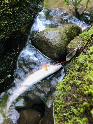アマゴの釣果