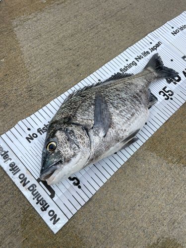 チヌの釣果