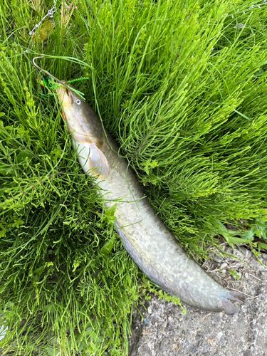 ナマズの釣果