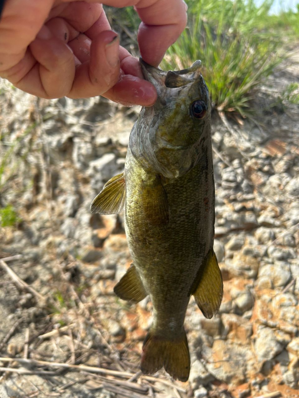 スモールマウスバス