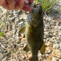 スモールマウスバス