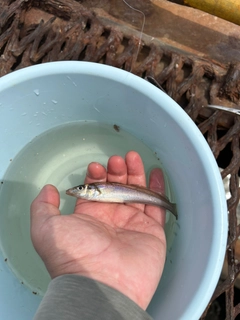 シロギスの釣果