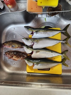 カサゴの釣果