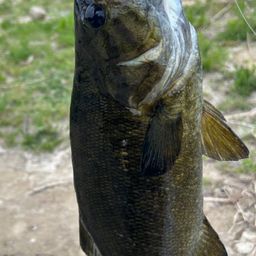 スモールマウスバス