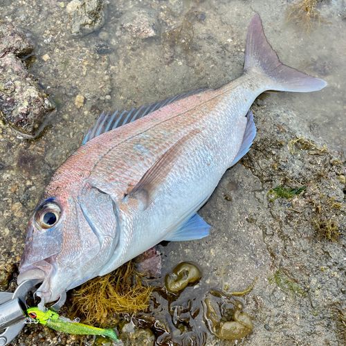 タイの釣果