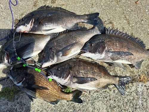 チヌの釣果