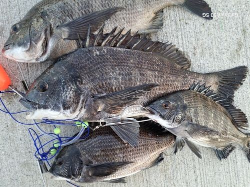 チヌの釣果
