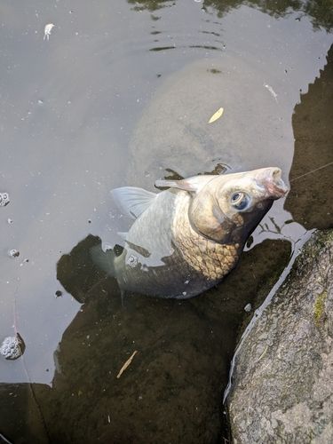 ヘラブナの釣果