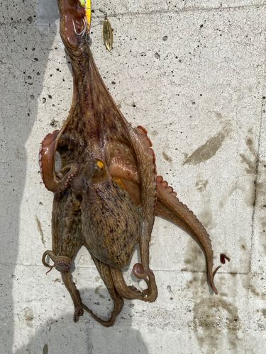 マダコの釣果