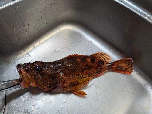カサゴの釣果