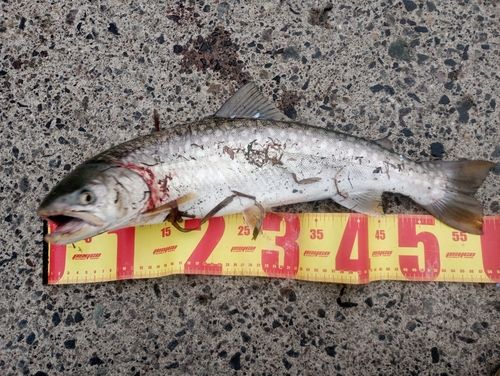 アメマスの釣果