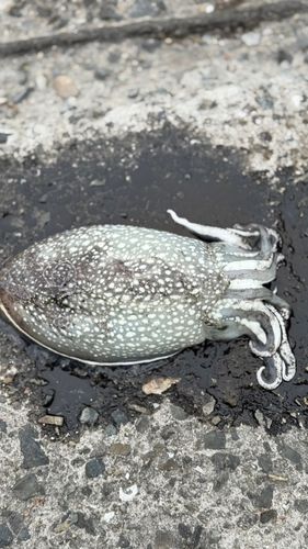 コウイカの釣果