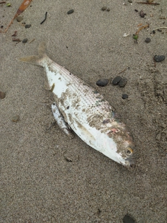 コノシロの釣果