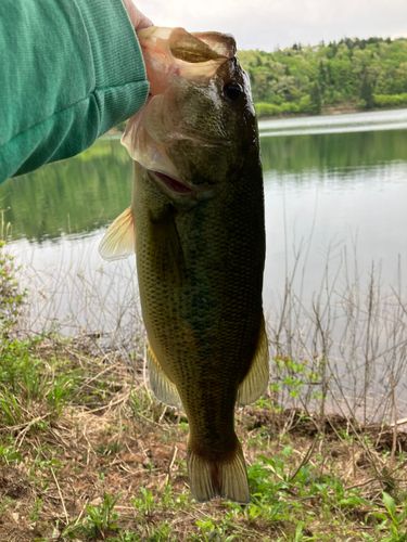 ラージマウスバスの釣果
