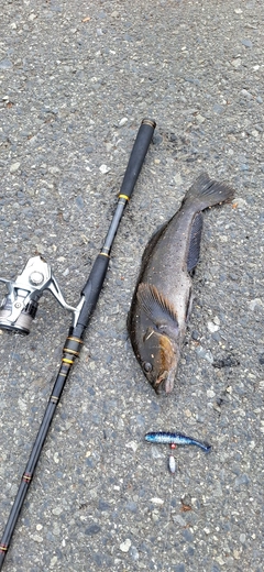 アイナメの釣果