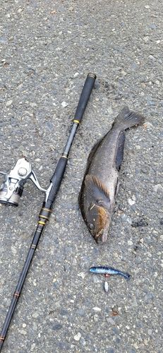 アイナメの釣果