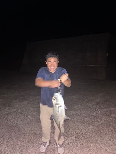 ギンガメアジの釣果