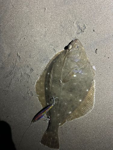 カレイの釣果