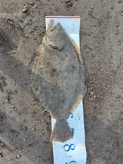 ヒラメの釣果