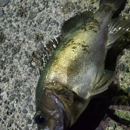 メバル