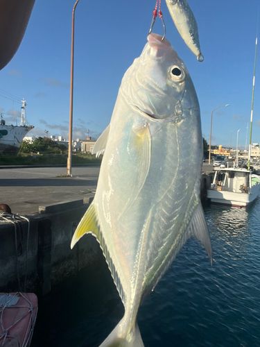 ガーラの釣果