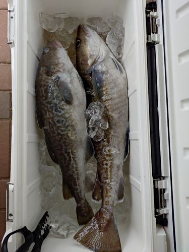 マダラの釣果