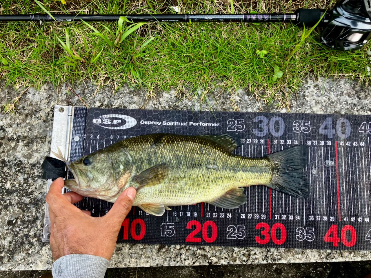 ラージマウスバス