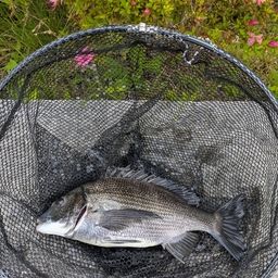 クロダイ