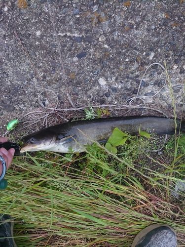 ナマズの釣果
