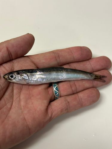 カタクチイワシの釣果