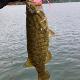 スモールマウスバス