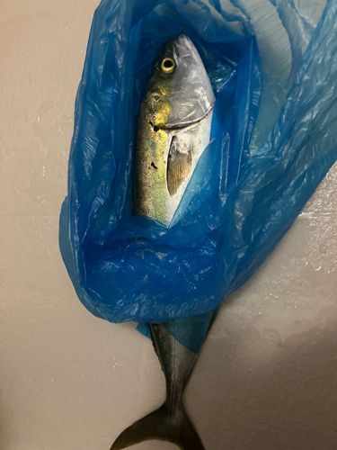 ハマチの釣果