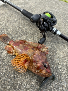 ヨロイメバルの釣果