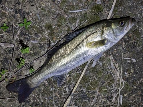 フッコ（マルスズキ）の釣果