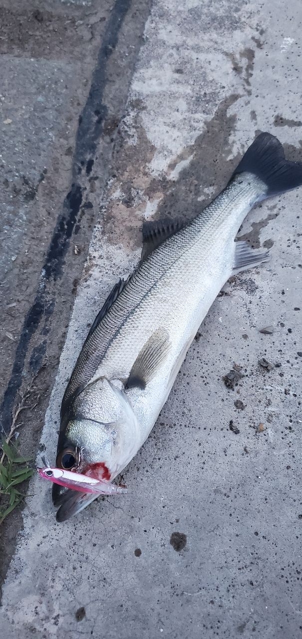 セイゴ（マルスズキ）