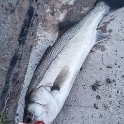 セイゴ（マルスズキ）