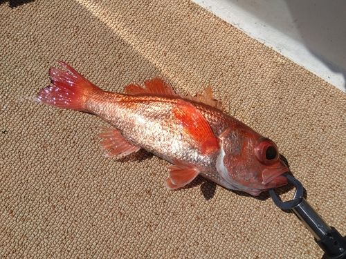 アカムツの釣果