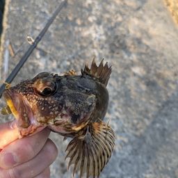 カサゴ