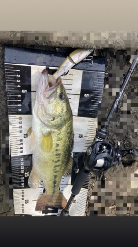 ラージマウスバスの釣果