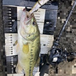 ラージマウスバス