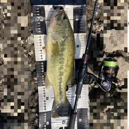 ラージマウスバス