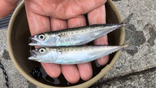 サバの釣果