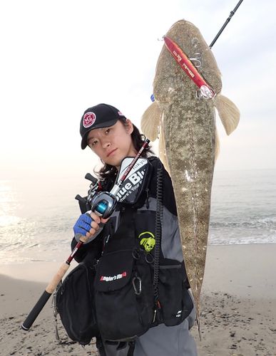 マゴチの釣果