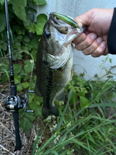 ラージマウスバスの釣果