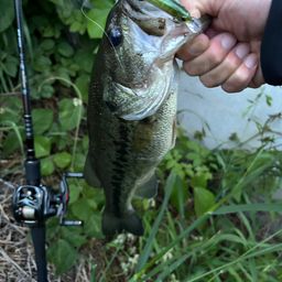 ラージマウスバス