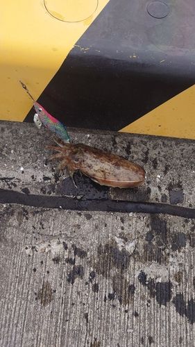 コウイカの釣果