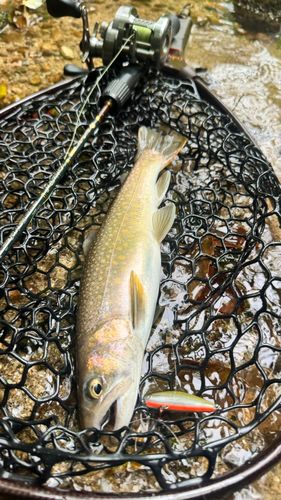 イワナの釣果