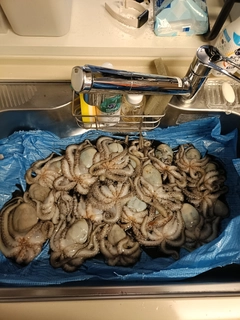 タコの釣果