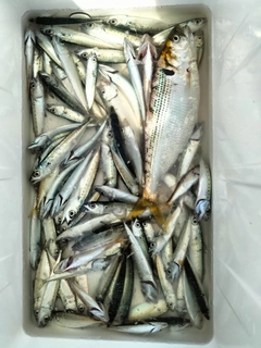 サバの釣果