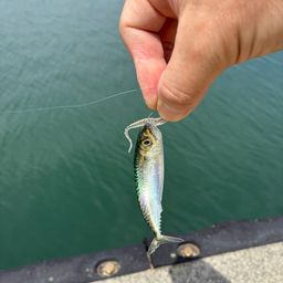 サバ